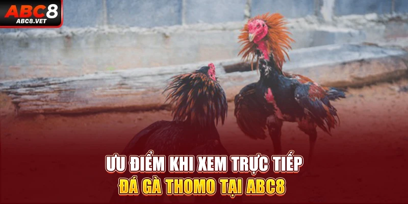 Ưu điểm khi xem trực tiếp đá gà Thomo tại ABC8