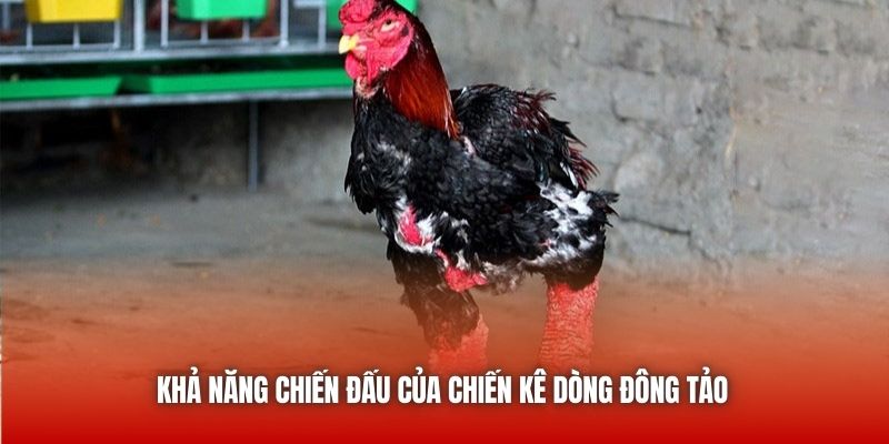 Khả năng chiến đấu của chiến kê dòng Đông Tảo