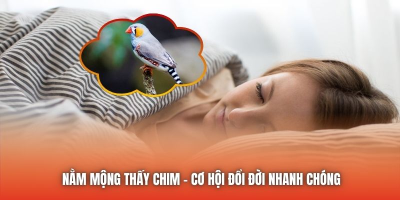 Nằm mộng thấy chim - cơ hội đổi đời nhanh chóng