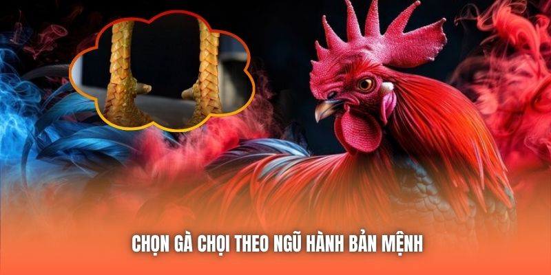 Chọn gà chọi theo ngũ hành bản mệnh