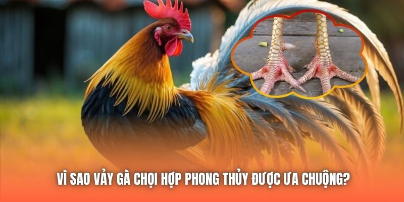 Vì sao vảy gà chọi hợp phong thủy được ưa chuộng?