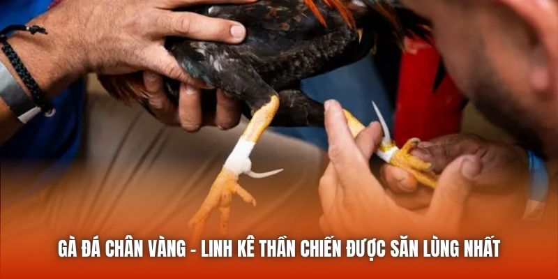 Gà Đá Chân Vàng - Linh Kê Thần Chiến Được Săn Lùng Nhất