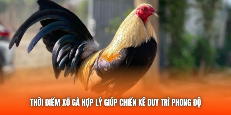 Thời Điểm Xổ Gà Hợp Lý Giúp Chiến Kê Duy Trì Phong Độ