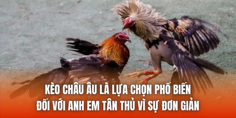 Kèo châu Âu là lựa chọn phổ biến đối với anh em tân thủ vì sự đơn giản