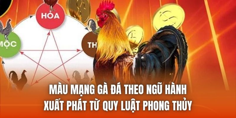 Màu mạng gà đá theo ngũ hành xuất phát từ quy luật phong thủy