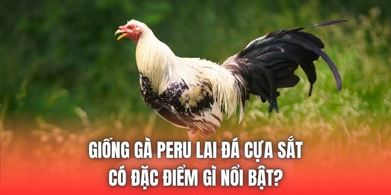 Giống Gà Peru Lai Đá Cựa Sắt Có Đặc Điểm Gì Nổi Bật?